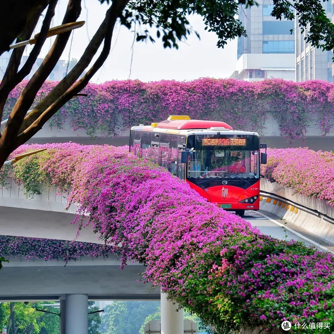 市区内的公路边，天桥都种满了，群开的时候非常好看